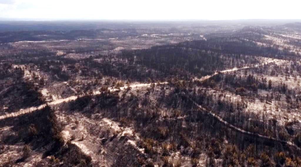 Reflorestação do Pinhal de Leiria
