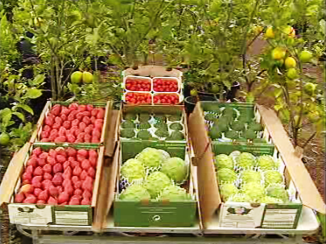 “Programa Rieda” na Madeira