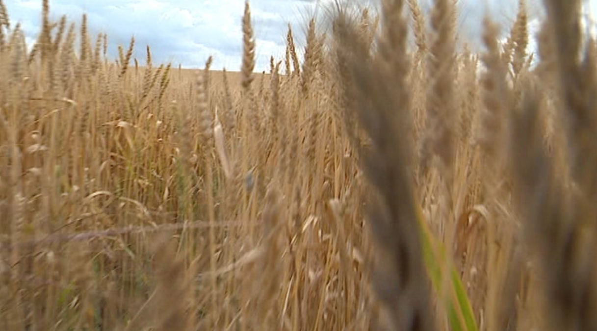 Efeitos da seca na agricultura