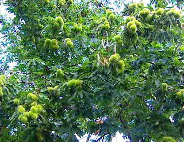 Comissão do Ambiente na Madeira