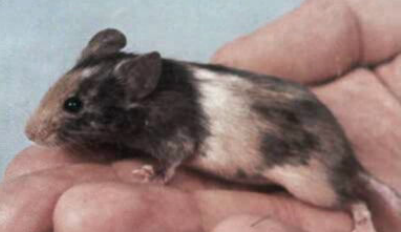 Ciências Físicas, Ciências Naturais