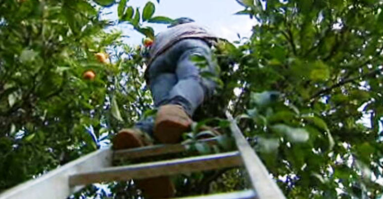 Imigração ilegal no Algarve