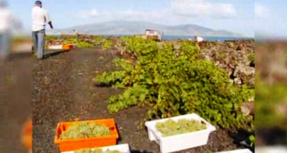 “Green Project Award” para a vinha do Pico