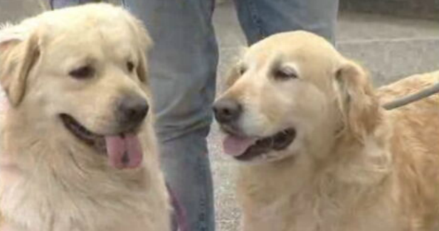 Campanha de vacinação canina