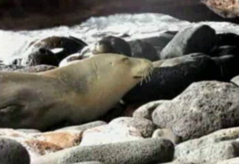 Madeira adere à OSPAR