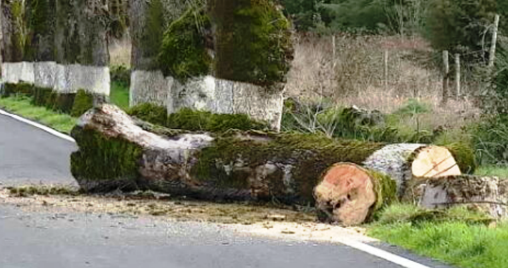 Abate de árvores em Marvão