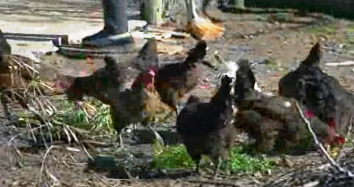 Gripe das aves no Algarve