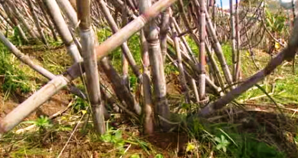 Cultivo da cana sacarina