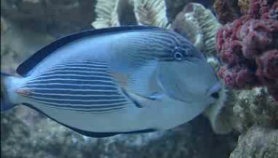 Algarve Cosmopolita – Parte I