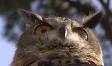 Algarve Cosmopolita – Parte II