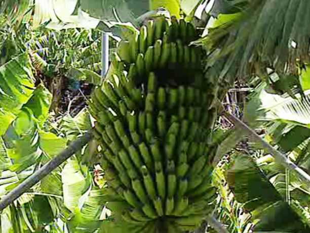 Catálogo de frutas da Madeira