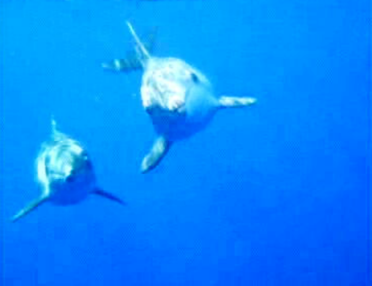 Reserva de cetáceos