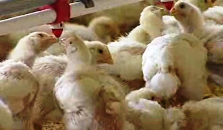 É Preciso Ter Estômago – Parte II