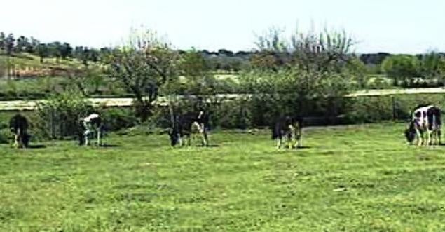 Doença das Vacas Loucas