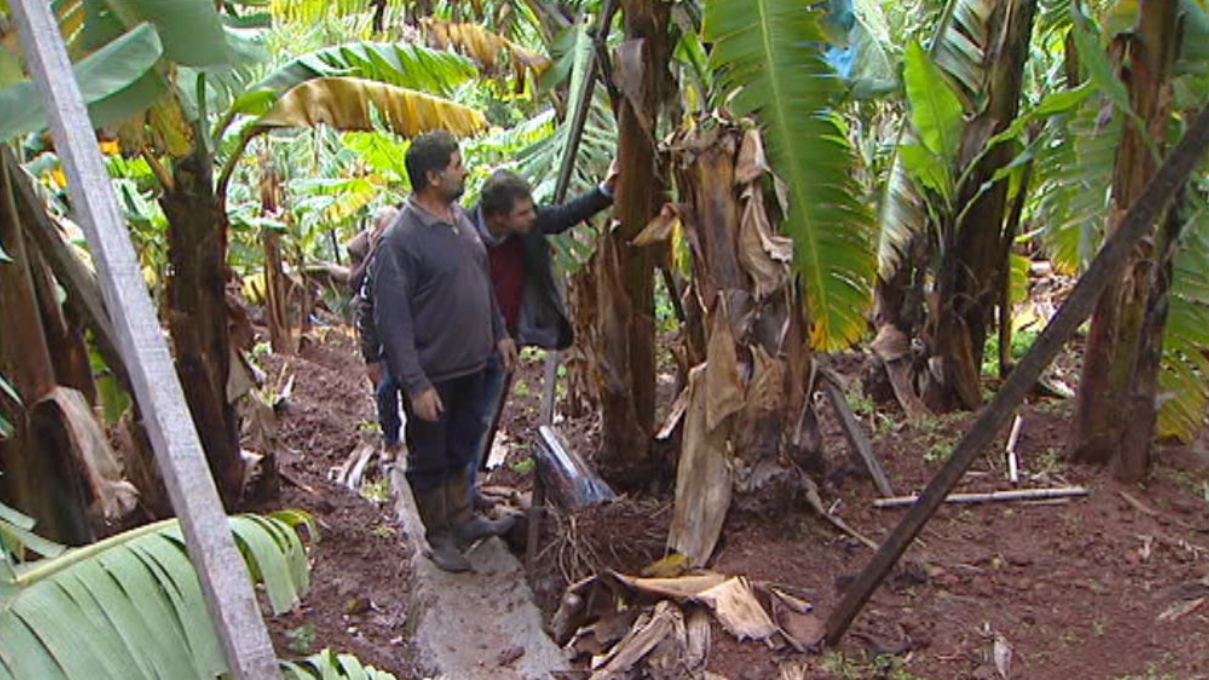 CDS-PP/Madeira visita exploração de bananas