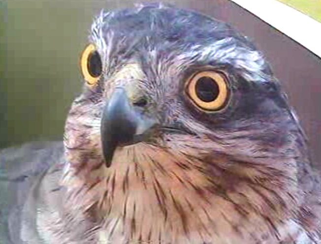 Encontro de Vigilantes da Natureza