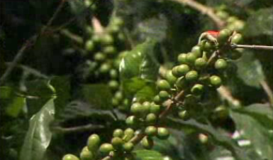 O Café do Ambriz – Episódio 1, Parte I