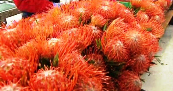 Queixas do exportadores de próteas