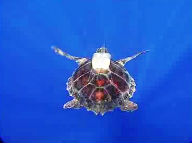 “SIC Cetáceos” na Madeira