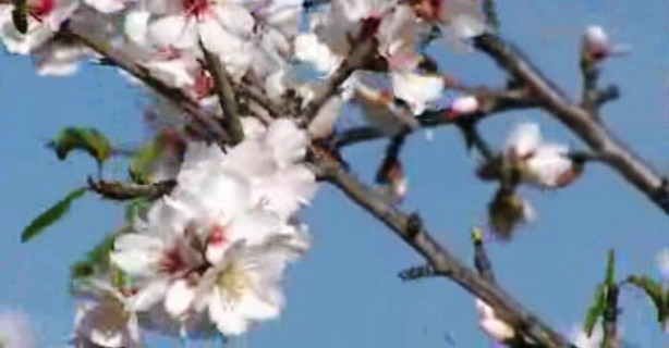 Passeio às amendoeiras em flor