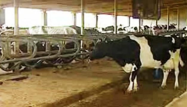 Até à Última Gota