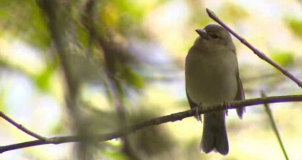 Centro de recuperação de aves feridas no Jardim Botânico