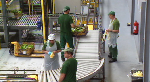 Centro de processamento de banana