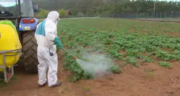 Combate à traça da batata