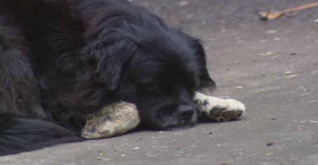 Cheque veterinário para esterilizar e vacinar animais