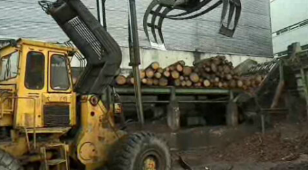 Leilão de madeira queimada