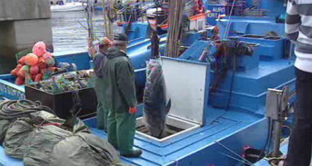 Restrições à entrada de atum na lota