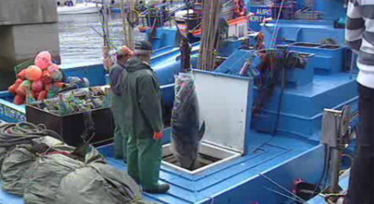Restrições à entrada de atum na lota