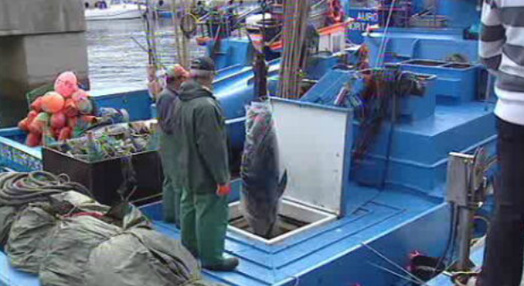Restrições à entrada de atum na lota
