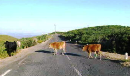 Licenças para pastoreio