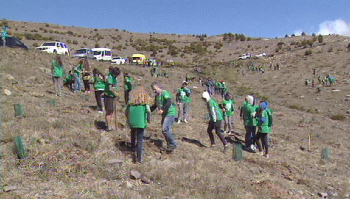 Campanha de reflorestação das serras de Santo António