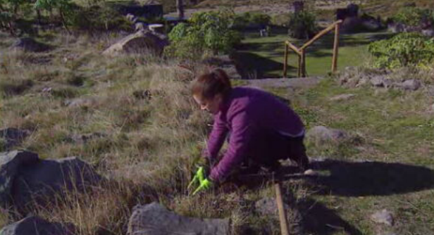 Reflorestação do Parque Ecológico