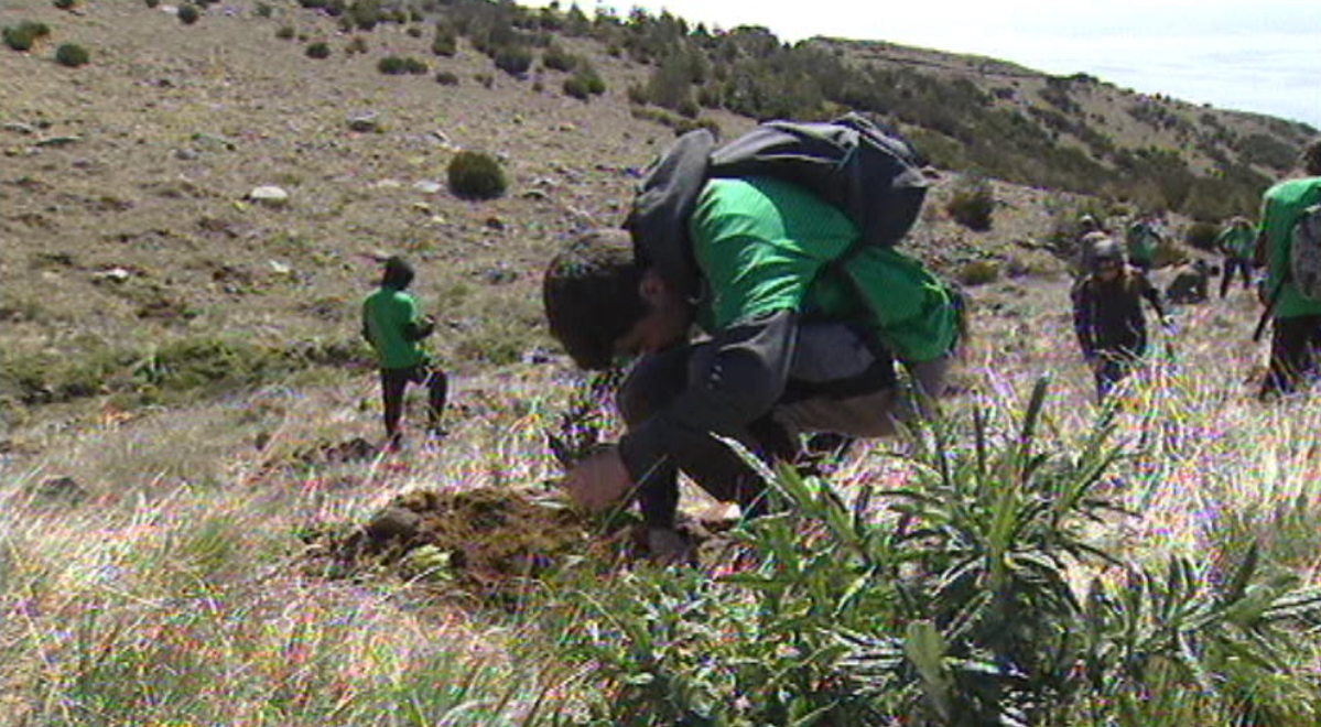 Ação de reflorestação das serras de Santo António