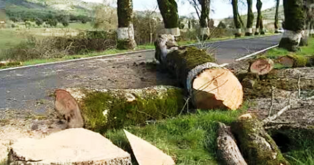 Alameda dos Freixos em risco