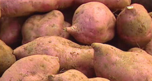 Exportação de batata doce