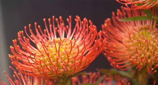 Produção de flores na Madeira