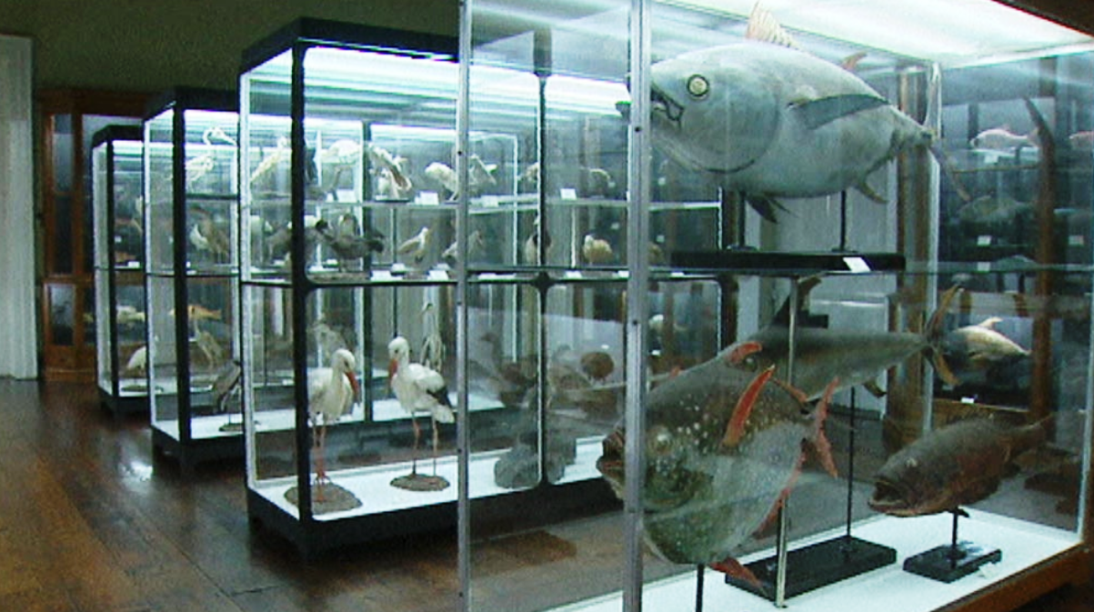 Formação em museologia