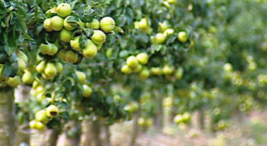 Antibióticos na fruta