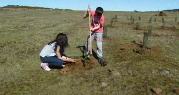 Reflorestação na Bica da Cana