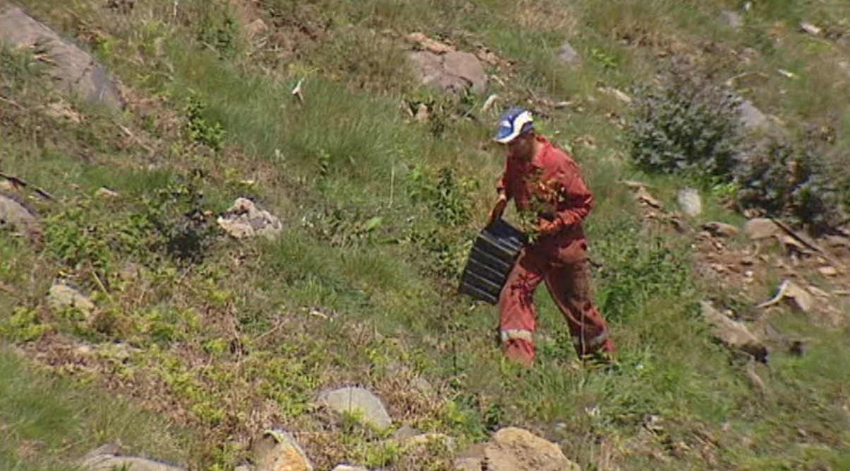 Apoio à reflorestação