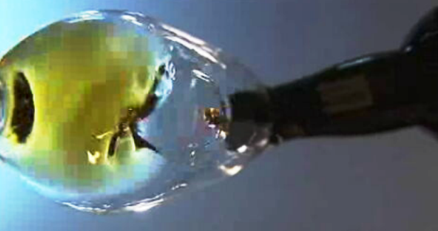 Comercialização de Vinho Madeira