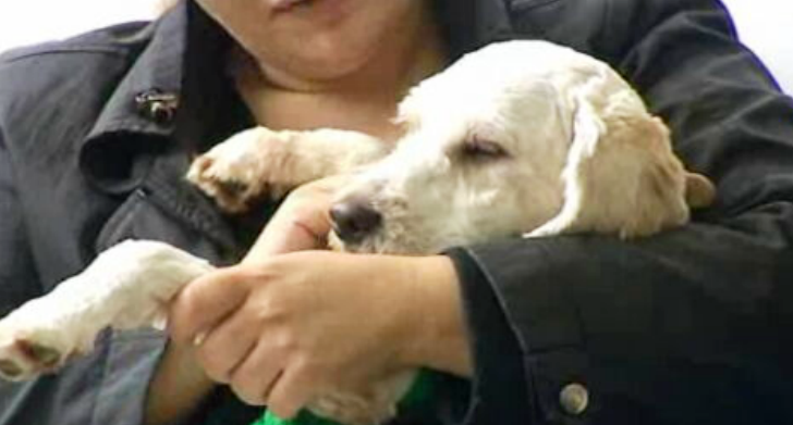 Dia do Animal de Estimação