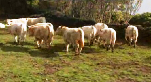 Exportação de bovinos para Marrocos