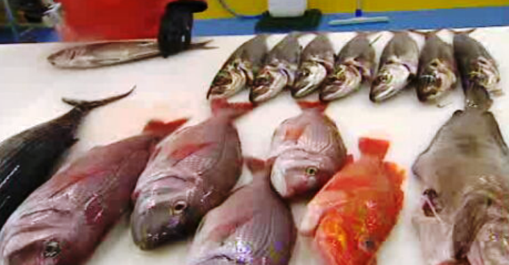 Tecnologia inovadora para o pescado