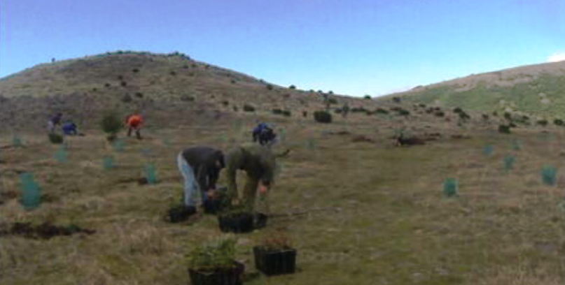 Reflorestação na serra de Santo António