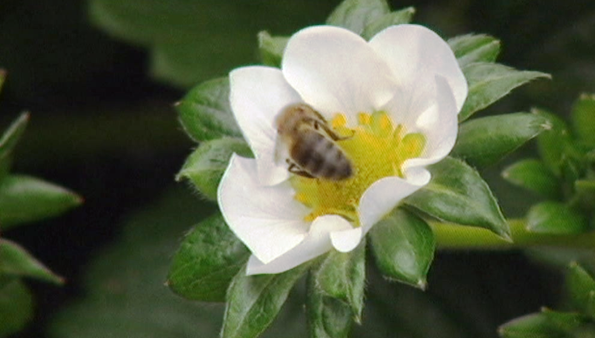 Oficina do empreendedor agrícola